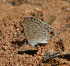 Catochrysops strabo strabo