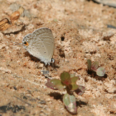 Catochrysops strabo strabo