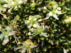 Azorella macquariensis