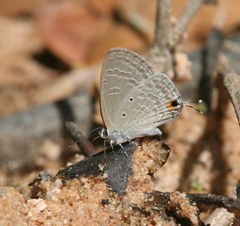 Catochrysops strabo strabo