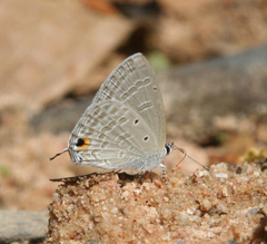 Catochrysops strabo strabo