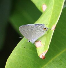 Catochrysops strabo strabo