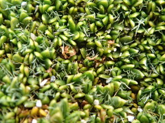 Azorella macquariensis