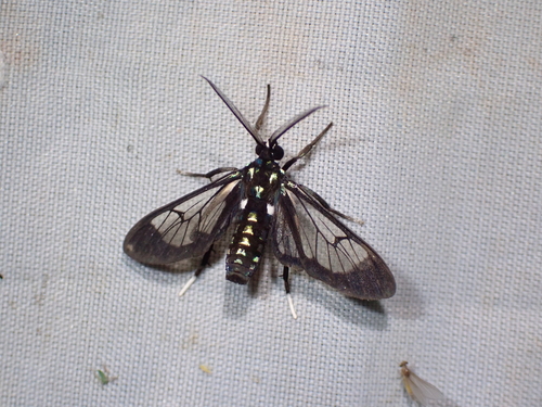 Xanthidae observed 2026-02-15