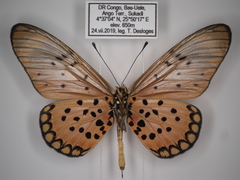 Acraea pseudegina