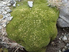 Azorella macquariensis