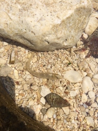 Babica kukmašica (Salaria pavo)