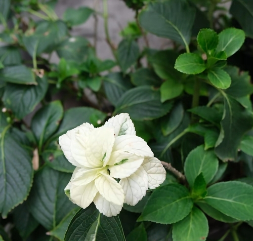 mophead hydrangea
