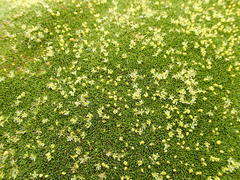 Azorella macquariensis