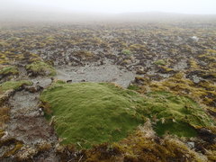 Azorella macquariensis