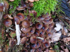 Mycena tintinnabulum