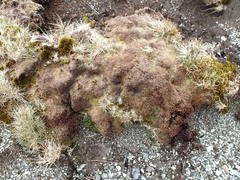 Azorella macquariensis