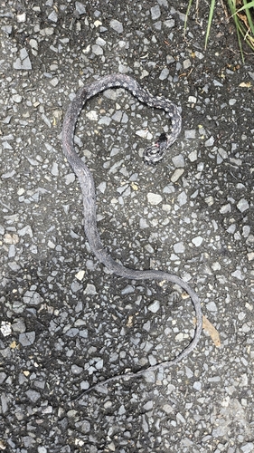 Tropidonophis halmahericus