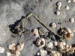 Emplectonema gracile