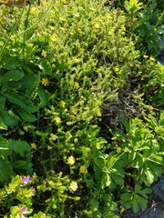 Cullumia setosa setosa