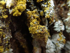 Candelariella xanthostigma