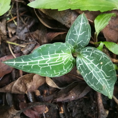 Goodyera reticulata