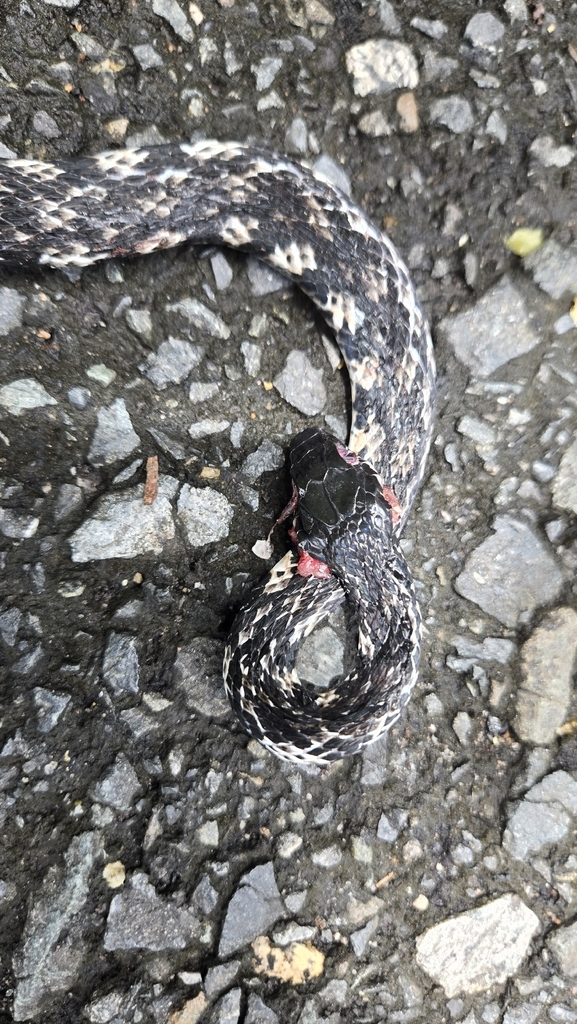 Tropidonophis halmahericus (Tropidonophis halmahericus)