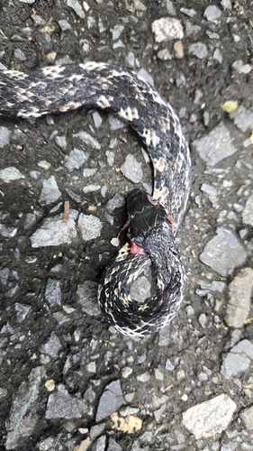 Tropidonophis halmahericus