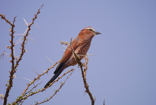 Purple Roller