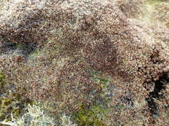 Azorella macquariensis