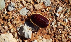 Anamesia frenchii