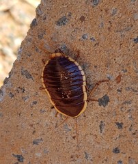 Anamesia frenchii