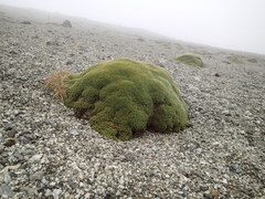 Azorella macquariensis