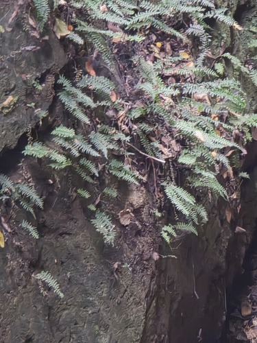 Hymenasplenium murakami-hatanakae iNat (1)