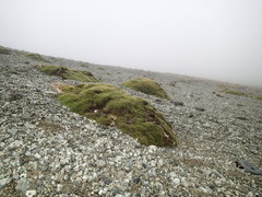 Azorella macquariensis