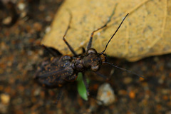 Polyrhanis vitiensis