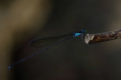 Nesobasis selysi