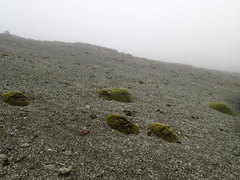 Azorella macquariensis