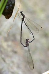 Melanesobasis flavilabris