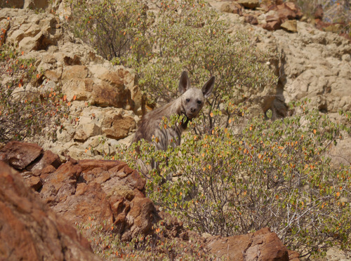 Striped Hyaena