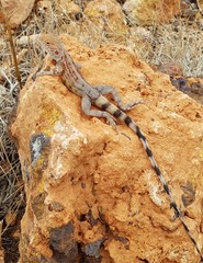 Ctenophorus caudicinctus