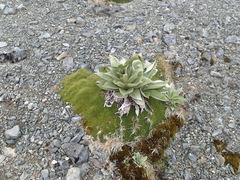 Azorella macquariensis