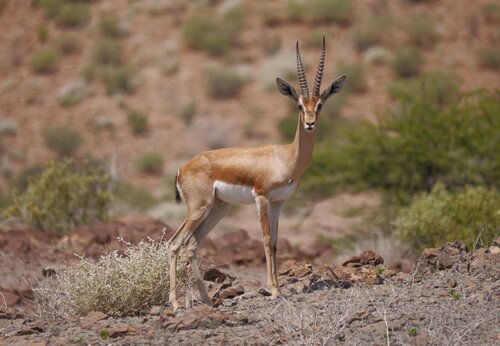 Gazella dorcas pelzelnii