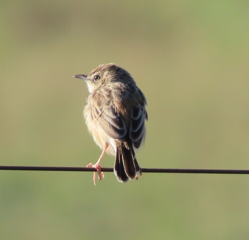 Desert Cisticola (Cisticola aridulus), photo 9
