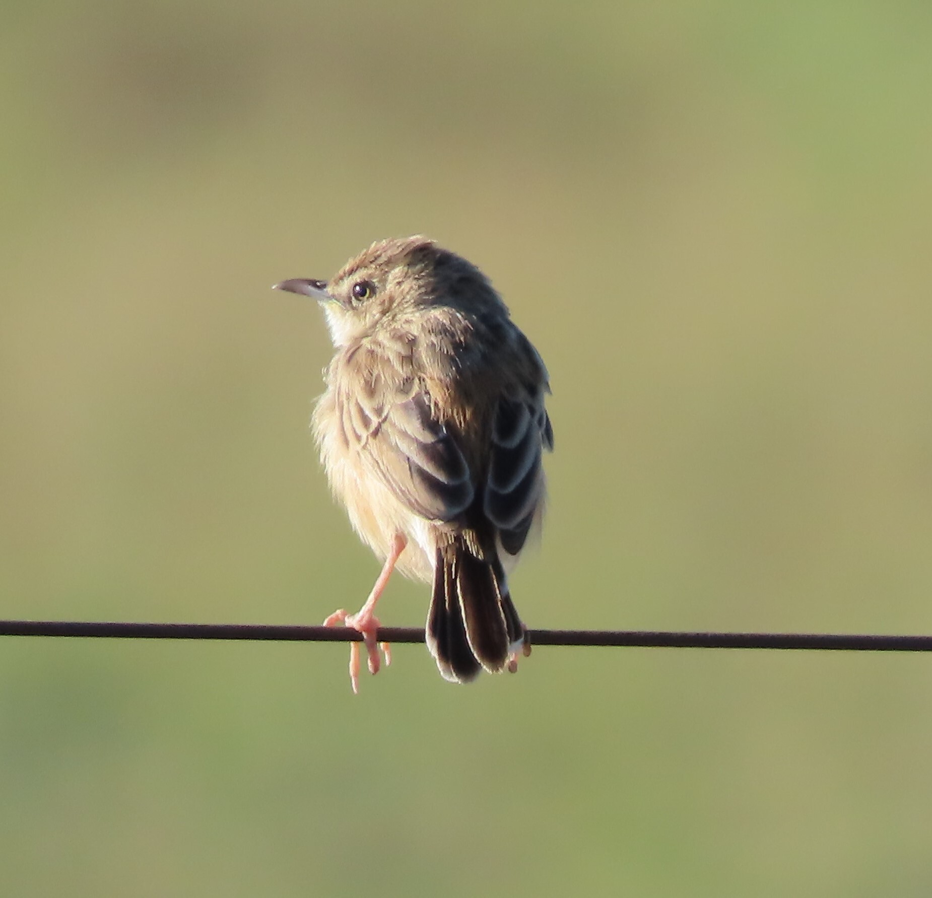 Desert Cisticola (Cisticola aridulus), photo 6