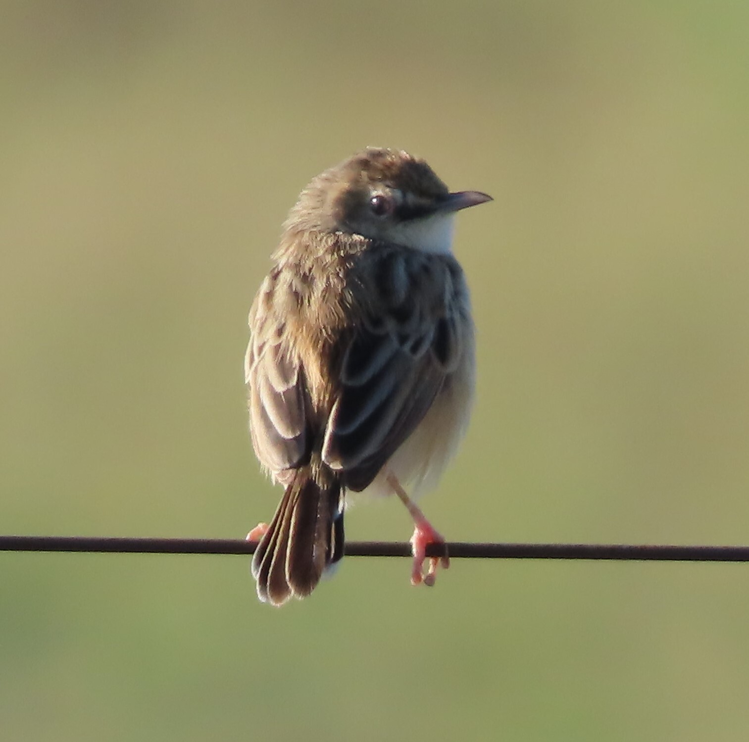 Desert Cisticola (Cisticola aridulus), photo 2