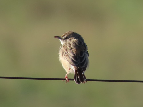 Desert Cisticola (Cisticola aridulus)