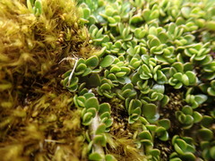 Coprosma perpusilla subantarctica