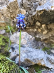 Muscari pulchellum, photograph (c) Pantazi Katerina, some rights reserved (CC BY)