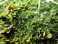 Azorella macquariensis