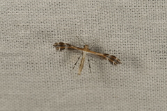 Stangeia xerodes