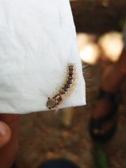 Lepidoptera