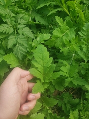 Pastinaca