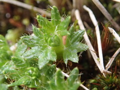 Azorella macquariensis