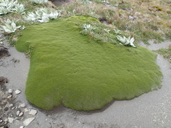 Azorella macquariensis